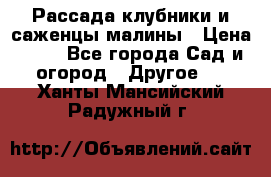 Рассада клубники и саженцы малины › Цена ­ 10 - Все города Сад и огород » Другое   . Ханты-Мансийский,Радужный г.